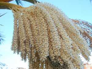 Flores de palmera