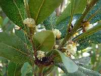 Florece el laurel