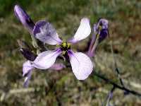 Preciosas, delicadas y mnimas flores silvestres