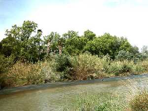 El Segura a su paso por el paraje de El Menj. Detrs, la impresionante arboleda de la finca