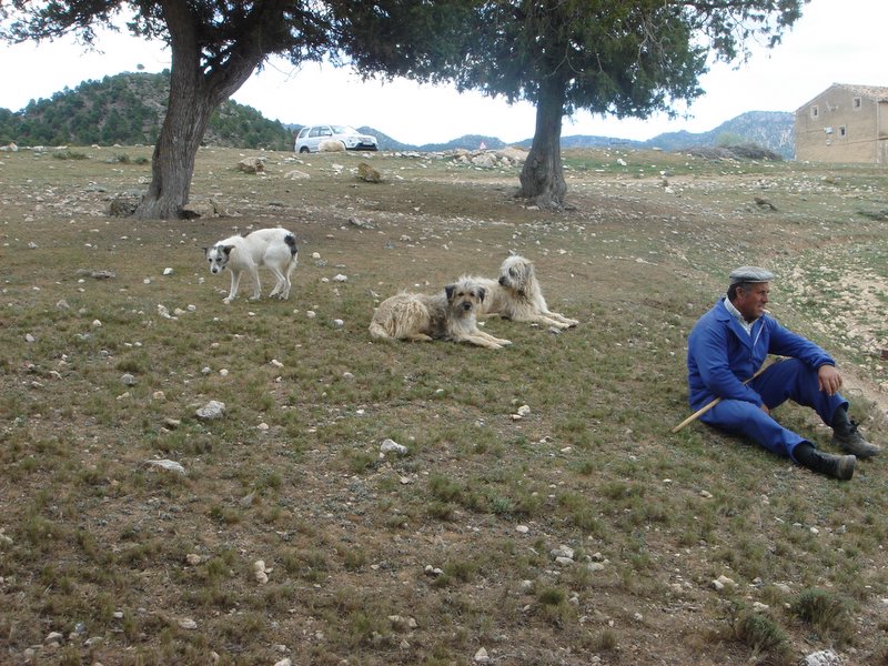 Pastor con sus perros. Julio Pedauy