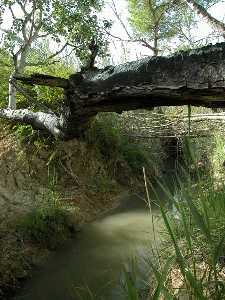 Acequia 