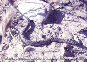 Culebra de cogulla