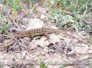 Lagartija cenicienta