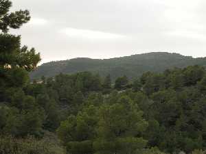 Un denso pinar cubre gran parte de la superficie del P. R. de la Sierra de la Pila.