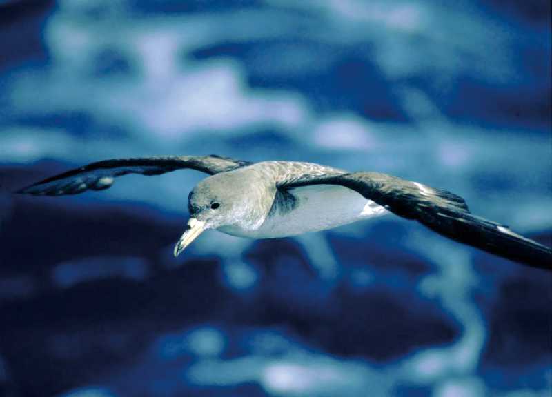Pardela cenicienta, fotograf�a realizada desde un barco palangrero. Salvador Garc�a Barcelona