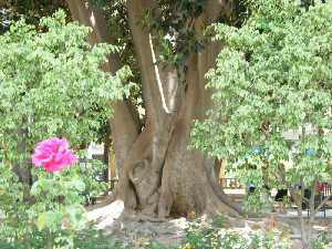 Especies naturales del Jardn de Floridablanca