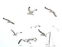 gaviotas