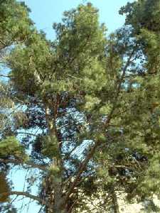 Pinus halepensis. Se puede observar la forma irregular que puede tomar este rbol.