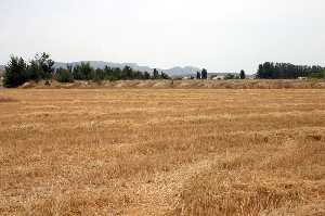 Cultivo de cereal en La Almudema (Caravaca) 