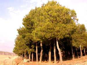 Plantación o repoblación de pino carrasco