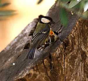 Sierra de Salinas, hbitat de diversas especies 