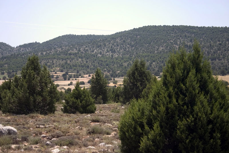 Sabinas de El Sabinar  [El Sabinar]. 