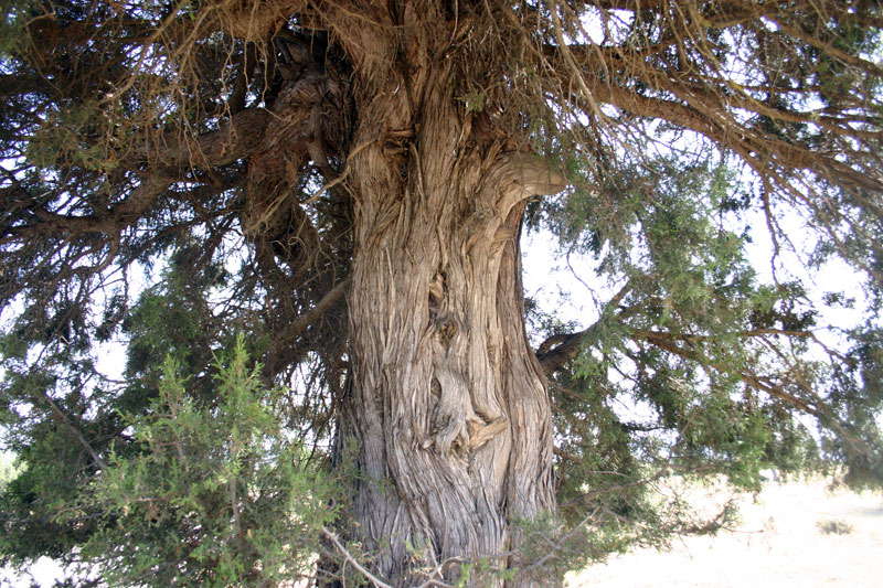 Detalle de Sabina Milenaria [El Sabinar]. 