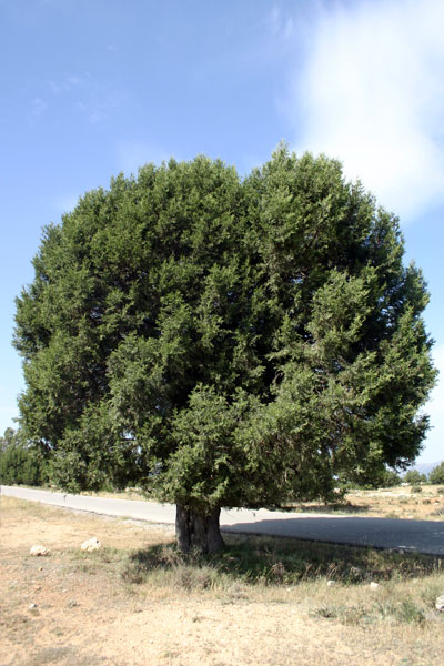 Sabina Milenaria [El Sabinar]. 