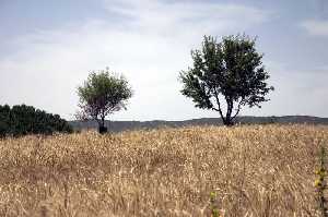 Campos de Centeno de la Zona 