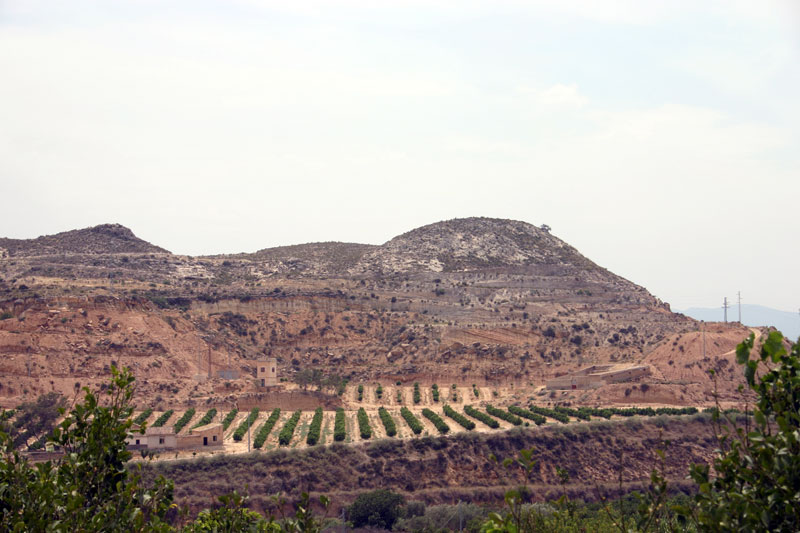 Cultivos y Paisaje de la Zona [La Puebla de Mula]. 