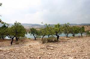 Cultivo de melocotones de Singla (Caravaca) 