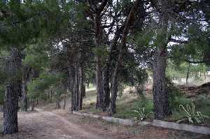 Pinar Finca El Molino 