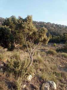 Enebro arborescente [Parque Regional Sierra del Carche]