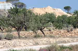 Cultivo de Olivos con Acebuche 