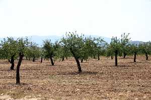 Vista de Cultivos de Almendros 