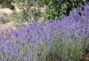 Plantas de Lavanda [Fuente Librilla]