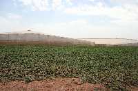 Melones e Invernaderos en Balsicas (Torre Pacheco) 