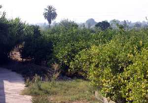 Limoneros de La ora (Murcia) 