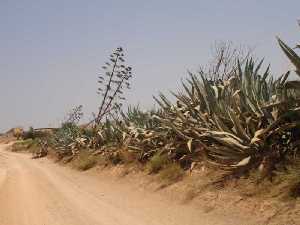 Alzabaras y piteras [El Escobar]