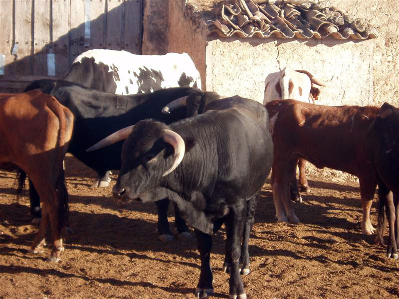 Toros [El Sabinar]. 