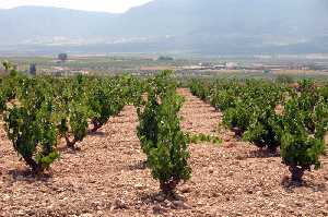 Campos de vias de La Alquera (Jumilla) 