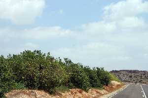 Plantaciones de Limoneros 