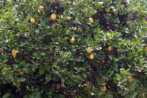 Limones 