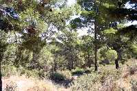 Pinos de Sierra de La Pila 