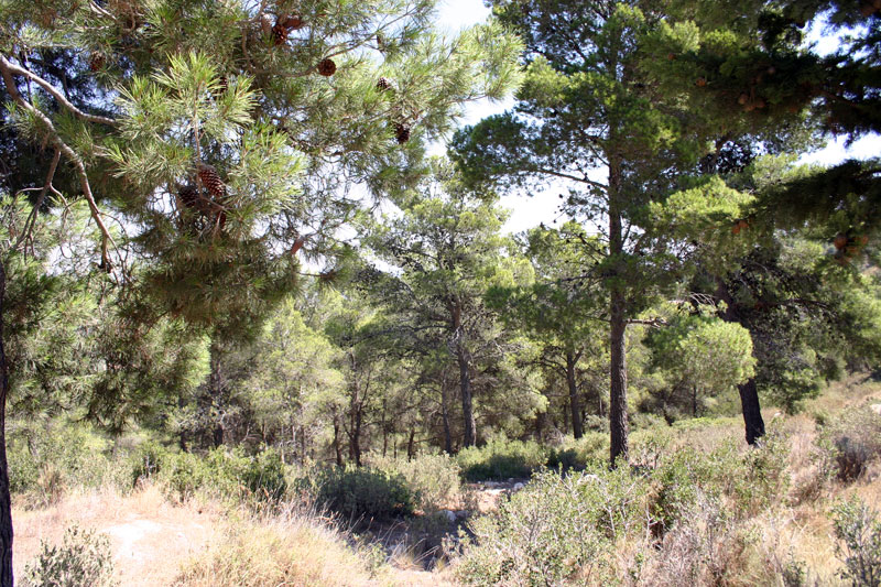 Pinos de Sierra de La Pila