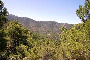 Vegetacin de Sierra de La Pila [La Garapacha]