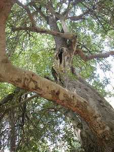 Impresionante tronco de un algarrobo situado en la rambla de la Cresta del Gallo. P. R. El Valle y Carrascoy.