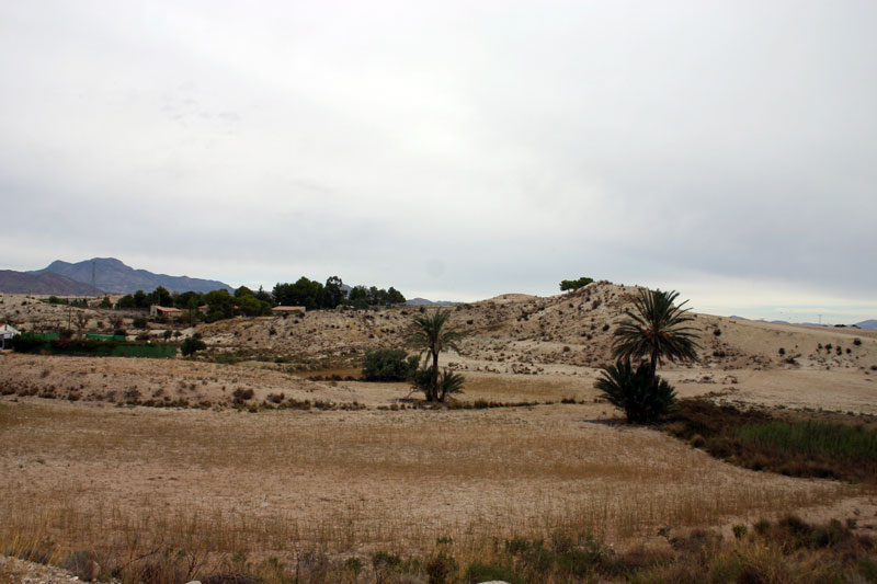 Paisaje con Palmeras [Los Valientes]. 