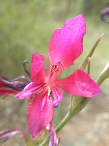 Preciosa flor del gladiolo silvestre, planta de la que se pueden localizar algunos ejemplares dispersos por el Parque. P. R. El Valle y Carrascoy.