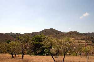 Almendros y Vista del Paraje de las Madroeras 