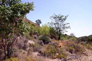 Vegetacin de la Reserva Biolgica de los Marqueses 