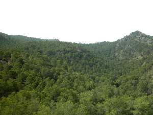 El pinar de pino carrasco es la comunidad vegetal dominante en gran parte del Parque. P. R. El Valle y Carrascoy.