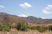 Cultivos de Almendros 