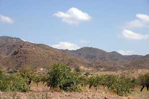 Cultivos de Almendros 