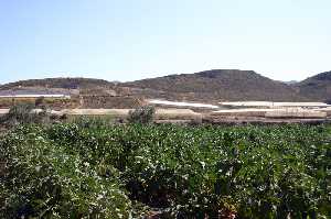 Cultivos de Berenjenas en la Rambla de Amir (Lorca) 