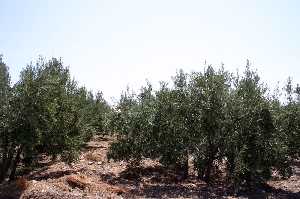 Cultivo de olivos 