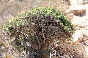 Vegetacin Protegida del Parque Natural de Cabo Cope 