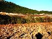 Viedos en las cercanas de Bullas - Regin de Murcia Digital