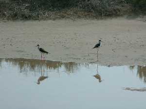 Dos aves en una de las charcas del Parque